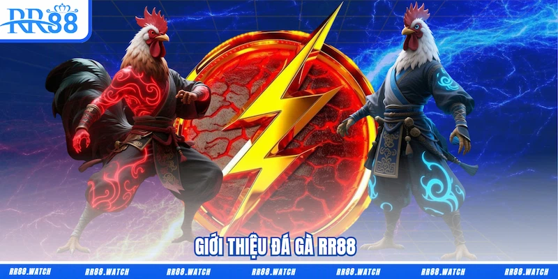 Giới thiệu Đá gà RR88 